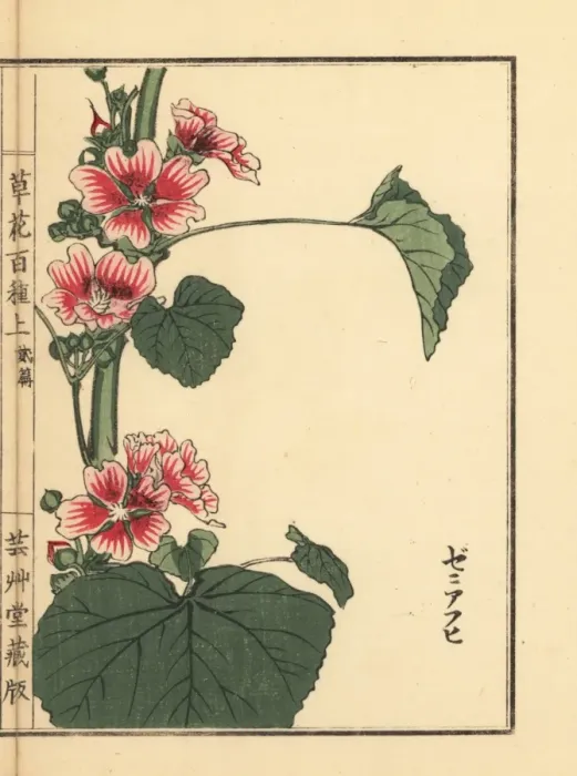 Framed Print : Common mallow, Malva sylvestris var mauritiana Framed Print : Common mallow, Malva sylvestris var mauritiana