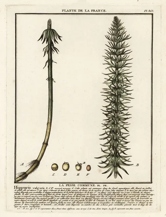 Framed Print : Common mare's-tail, Hippuris vulgaris Framed Print : Common mare's-tail, Hippuris vulgaris