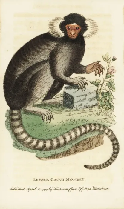 Framed Print : Common marmoset, Callithrax jacchus Framed Print : Common marmoset, Callithrax jacchus