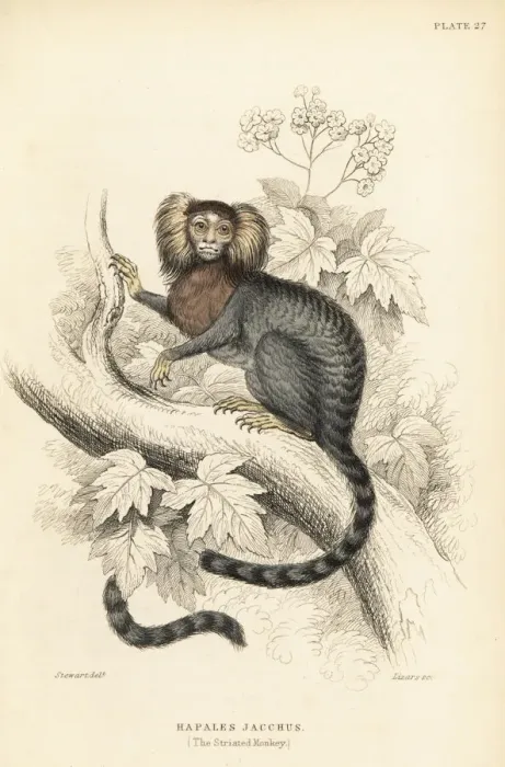 Framed Print : Common marmoset, Callithrix jacchus Framed Print : Common marmoset, Callithrix jacchus
