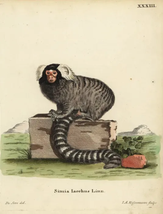 Framed Print : Common marmoset, Callithrix jacchus Framed Print : Common marmoset, Callithrix jacchus