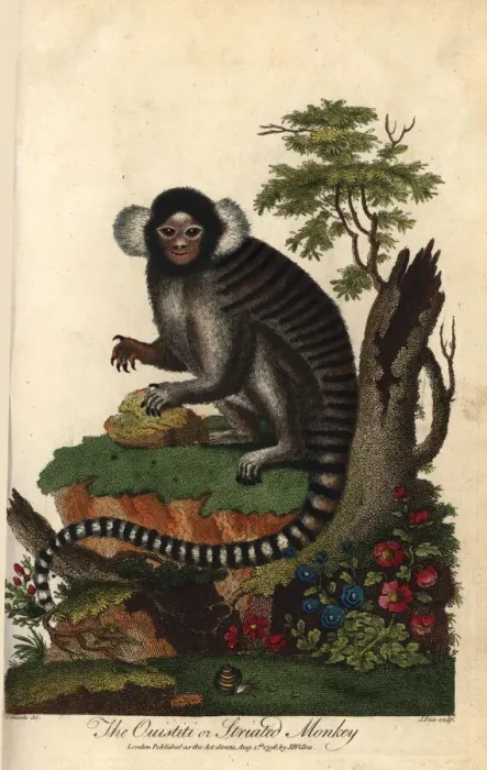 Framed Print : Common marmoset, Callithrix jacchus Framed Print : Common marmoset, Callithrix jacchus