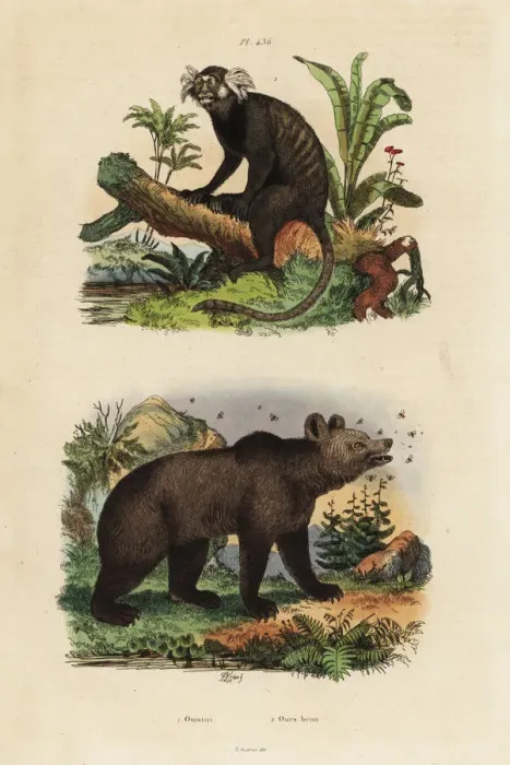 Framed Print : Common marmoset, Callithrix jacchus, and brown Framed Print : Common marmoset, Callithrix jacchus, and brown