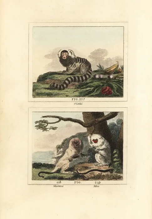Framed Print : Common marmoset, white-mantled tamarin and silvery marmoset Framed Print : Common marmoset, white-mantled tamarin and silvery marmoset