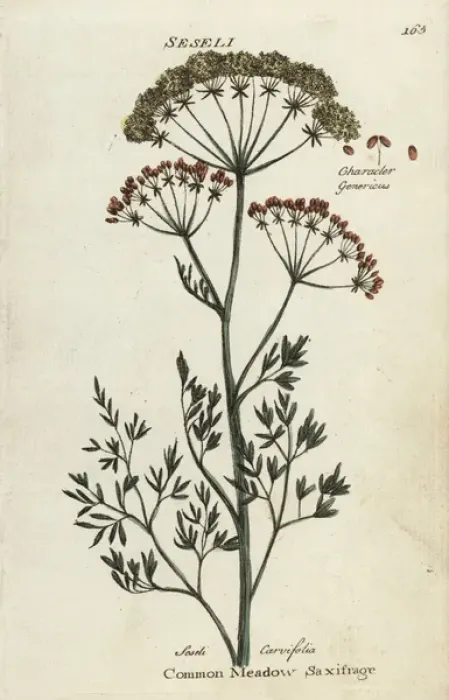 Framed Print : Common meadow saxifrage, Selinum carvifolia Framed Print : Common meadow saxifrage, Selinum carvifolia