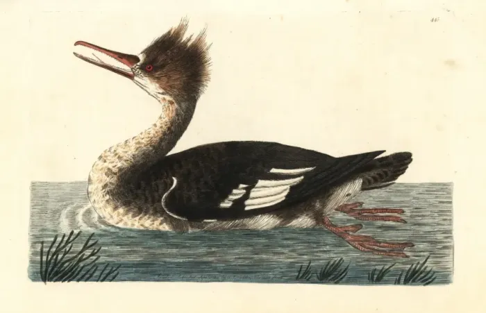 Framed Print : Common merganser duck or goosander, Mergus merganser Framed Print : Common merganser duck or goosander, Mergus merganser