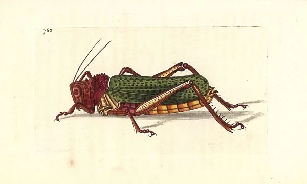 Common milkweed locust, Phymateus morbillosus morbillosus