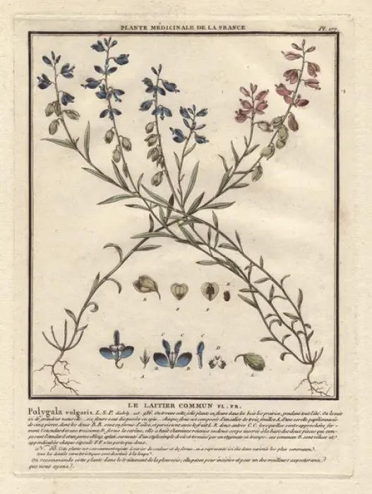 Framed Print : Common milkwort, Polygala vulgaris Framed Print : Common milkwort, Polygala vulgaris
