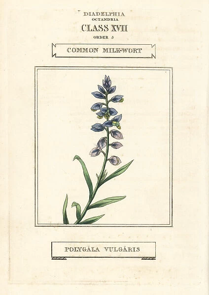 Common milkwort, Polygala vulgaris