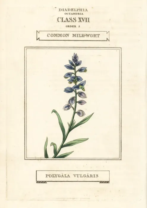 Framed Print : Common milkwort, Polygala vulgaris Framed Print : Common milkwort, Polygala vulgaris