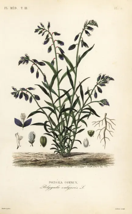 Framed Print : Common milkwort, Polygala vulgaris Framed Print : Common milkwort, Polygala vulgaris