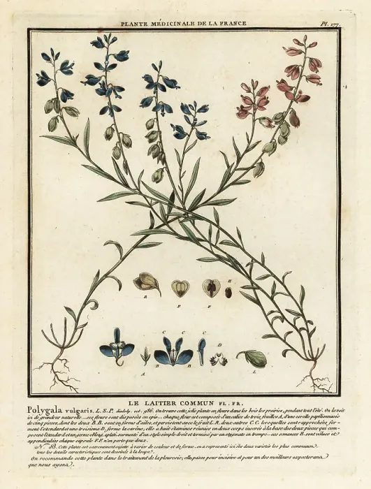Framed Print : Common milkwort, Polygala vulgaris Framed Print : Common milkwort, Polygala vulgaris