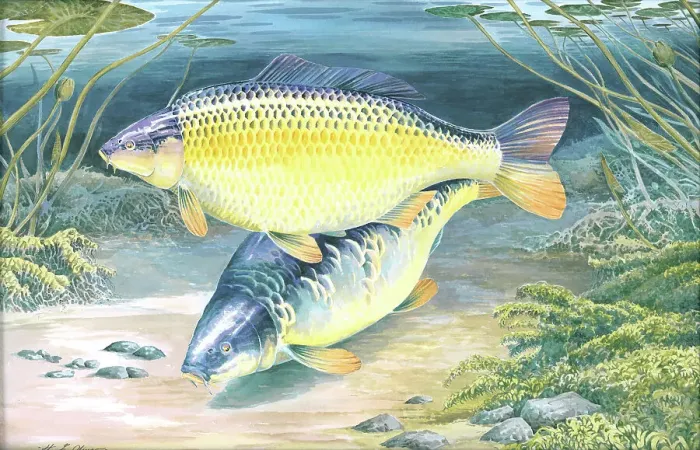 Framed Print : Common and Mirror Carp Framed Print : Common and Mirror Carp