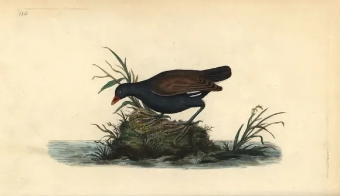 Framed Print : Common moorhen, Gallinula chloropus Framed Print : Common moorhen, Gallinula chloropus