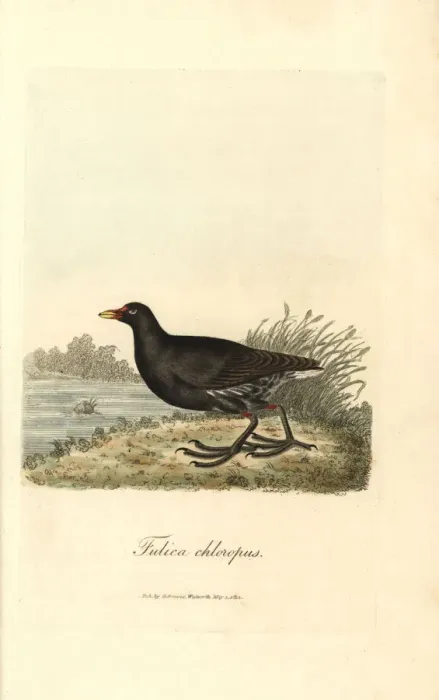 Framed Print : Common moorhen, Gallinula chloropus Framed Print : Common moorhen, Gallinula chloropus