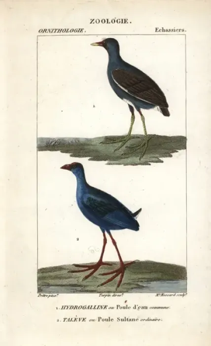 Framed Print : Common moorhen, Gallinula chloropus, and purple Framed Print : Common moorhen, Gallinula chloropus, and purple