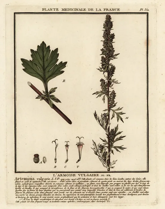 Framed Print : Common mugwort, Artemisia vulgaris Framed Print : Common mugwort, Artemisia vulgaris
