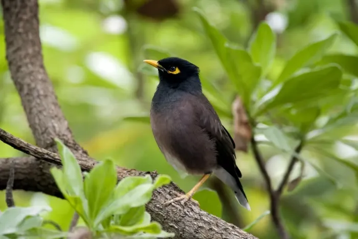 Framed Print : Common Myna Framed Print : Common Myna