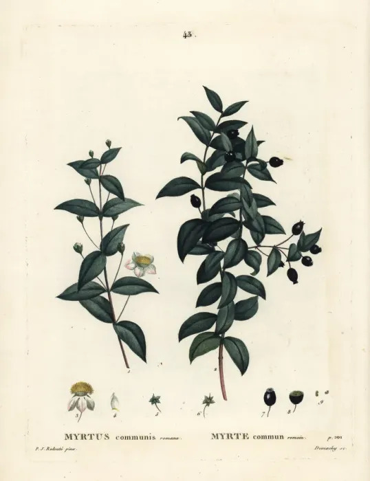 Framed Print : Common myrtle, Myrtus communis Framed Print : Common myrtle, Myrtus communis