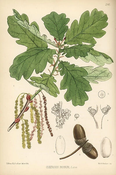 Common oak tree, Quercus robur