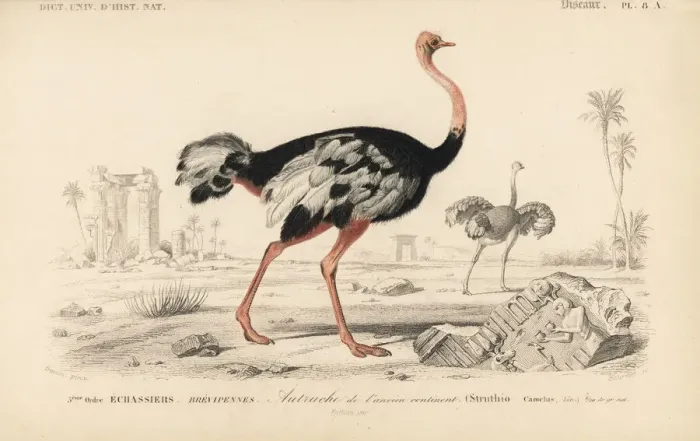 Framed Print : Common ostrich, Struthio camelus Framed Print : Common ostrich, Struthio camelus