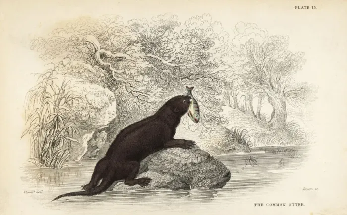 Framed Print : Common otter, Lutra lutra Framed Print : Common otter, Lutra lutra