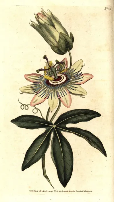 Framed Print : Common passionflower, Passiflora caerulea Framed Print : Common passionflower, Passiflora caerulea