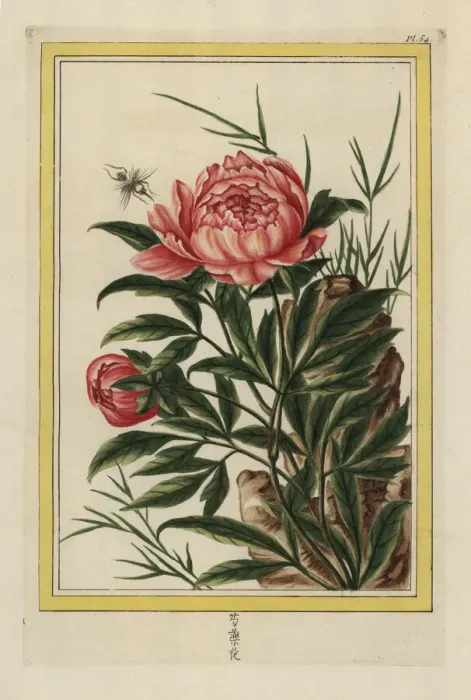 Framed Print : Common peony, Paeonia officinalis Framed Print : Common peony, Paeonia officinalis