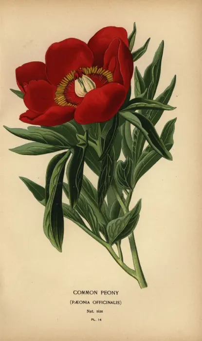 Framed Print : Common peony, Paeonia officinalis