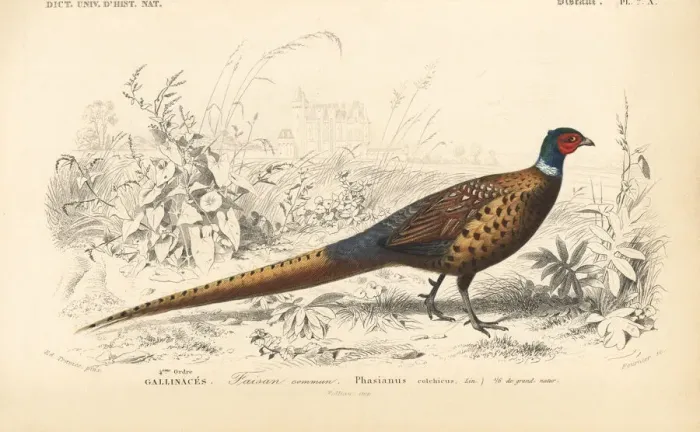 Framed Print : Common pheasant, Phasianus colchicus Framed Print : Common pheasant, Phasianus colchicus