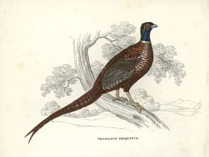 Framed Print : Common pheasant, Phasianus colchicus Framed Print : Common pheasant, Phasianus colchicus