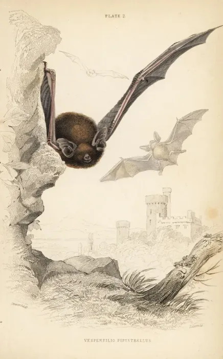 Framed Print : Common pipistrelle, Pipistrellus pipistrellus Framed Print : Common pipistrelle, Pipistrellus pipistrellus