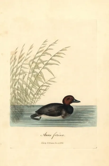Framed Print : Common pochard, Aythya ferina Framed Print : Common pochard, Aythya ferina