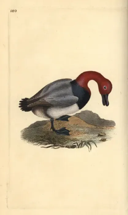 Framed Print : Common pochard or red-headed wigeon, Aythra ferina (female) Framed Print : Common pochard or red-headed wigeon, Aythra ferina (female)