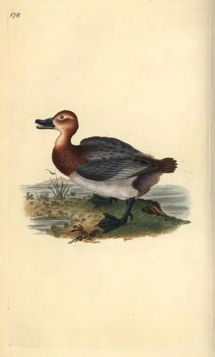 Framed Print : Common pochard or red-headed wigeon, Aythra ferina (female) Framed Print : Common pochard or red-headed wigeon, Aythra ferina (female)