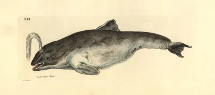 Framed Print : Common porpoise, Phocoena phocoena Framed Print : Common porpoise, Phocoena phocoena