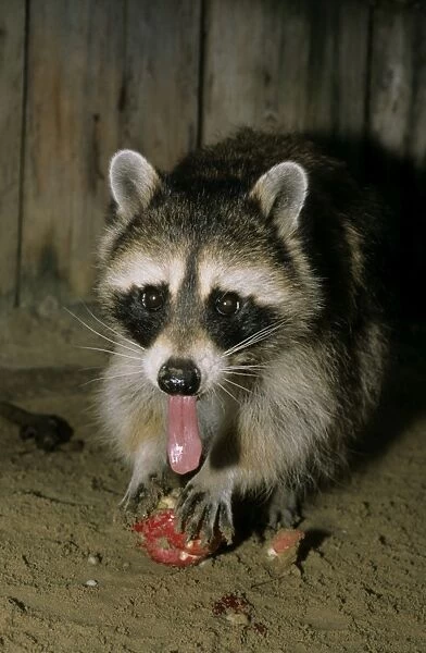 Common Raccoon - adult female, eating an apple