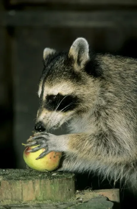 Framed Print : Common Raccoon - adult female, eating an apple Framed Print : Common Raccoon - adult female, eating an apple