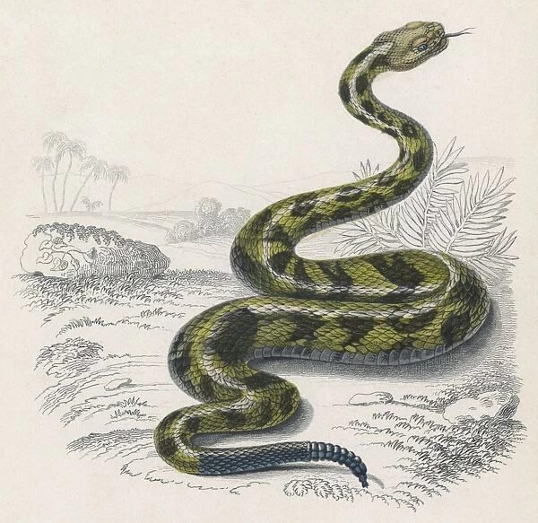 Common Rattle Snake / Duhn