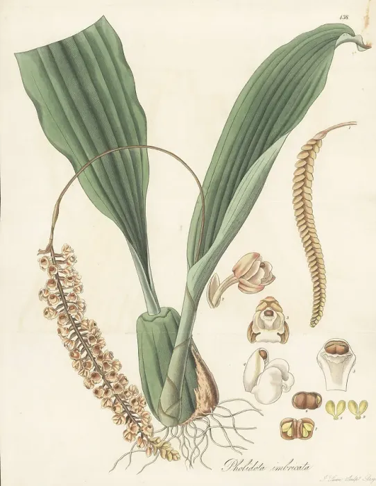 Framed Print : Common rattlesnake orchid, Pholidota imbricata Framed Print : Common rattlesnake orchid, Pholidota imbricata