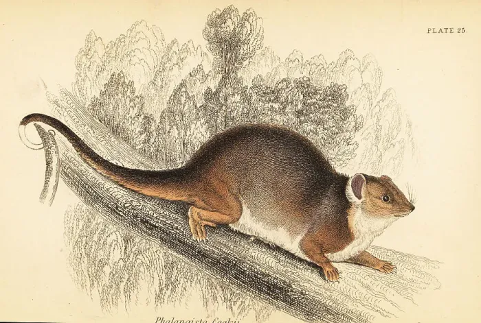 Framed Print : Common ringtail possum, Pseudocheirus peregrinus Framed Print : Common ringtail possum, Pseudocheirus peregrinus