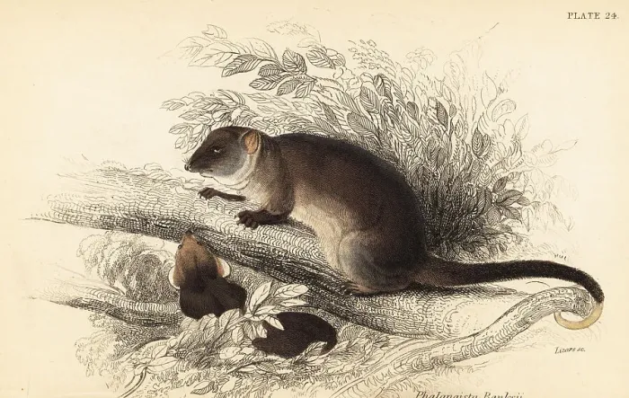 Framed Print : Common ringtail possum, Pseudocheirus peregrinus Framed Print : Common ringtail possum, Pseudocheirus peregrinus