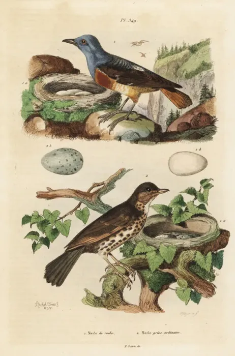 Framed Print : Common rock thrush, Monticola saxatilis Framed Print : Common rock thrush, Monticola saxatilis