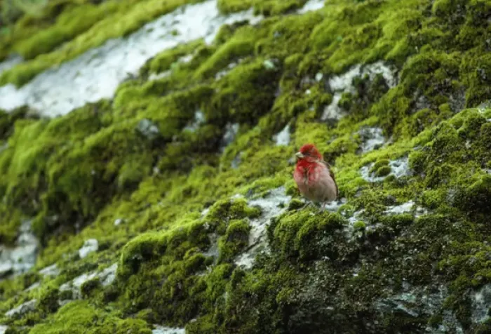 Framed Print : Common Rosefinch Framed Print : Common Rosefinch