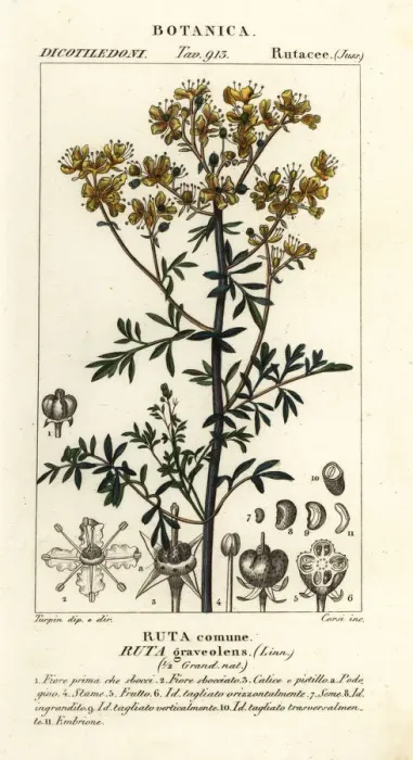 Framed Print : Common rue or herb of grace, Ruta graveolens Framed Print : Common rue or herb of grace, Ruta graveolens
