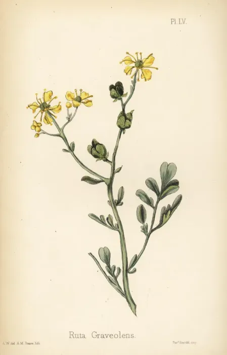 Framed Print : Common rue, Ruta graveolens Framed Print : Common rue, Ruta graveolens