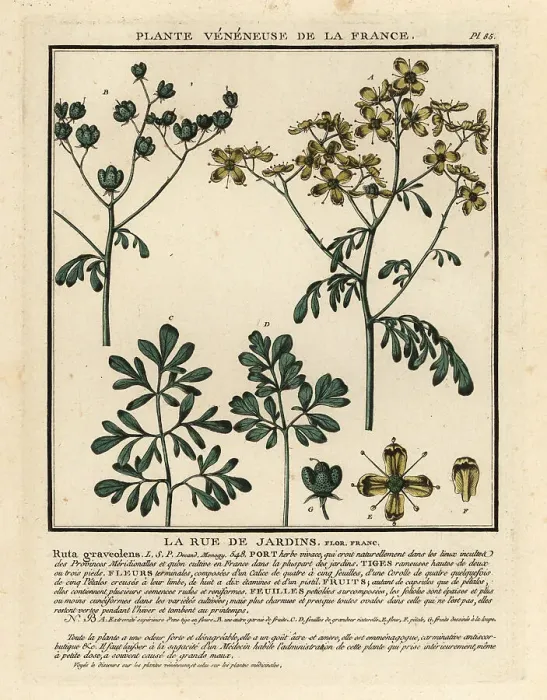Framed Print : Common rue, Ruta graveolens Framed Print : Common rue, Ruta graveolens