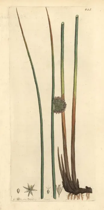 Framed Print : Common rush, Juncus conglomeratus Framed Print : Common rush, Juncus conglomeratus