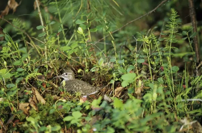Framed Print : Common Sandpiper - on nest Framed Print : Common Sandpiper - on nest