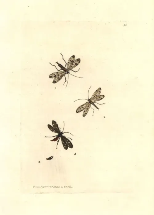 Framed Print : Common scorpionfly, Panorpa communis Framed Print : Common scorpionfly, Panorpa communis
